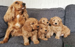 Cockapoo dogs for sale: Outstanding quality F1 Cockapoo pups  - Image 15