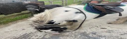Irish Cob horses for sale: 🌟 7yo Traditional Piebald Cob Gelding – 12hh 🌟 in Huntingdon - Advert 5