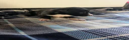 Border Collie dogs for sale: Isds registered border collie pups  - Advert 30