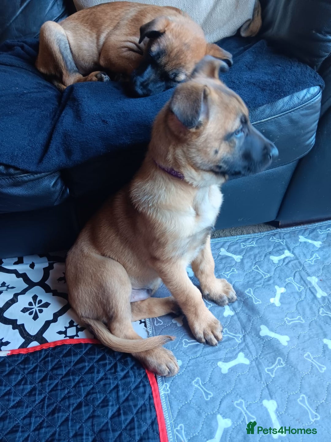 Belgian Shepherd Dog dogs for sale: Belgian Shepherd - Malinois  - Advert 22