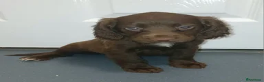 Cocker Spaniel 3