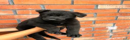 German Shepherd dogs for sale: Exceptional Czech German Shepherd WorkingLine Pups - Advert 20