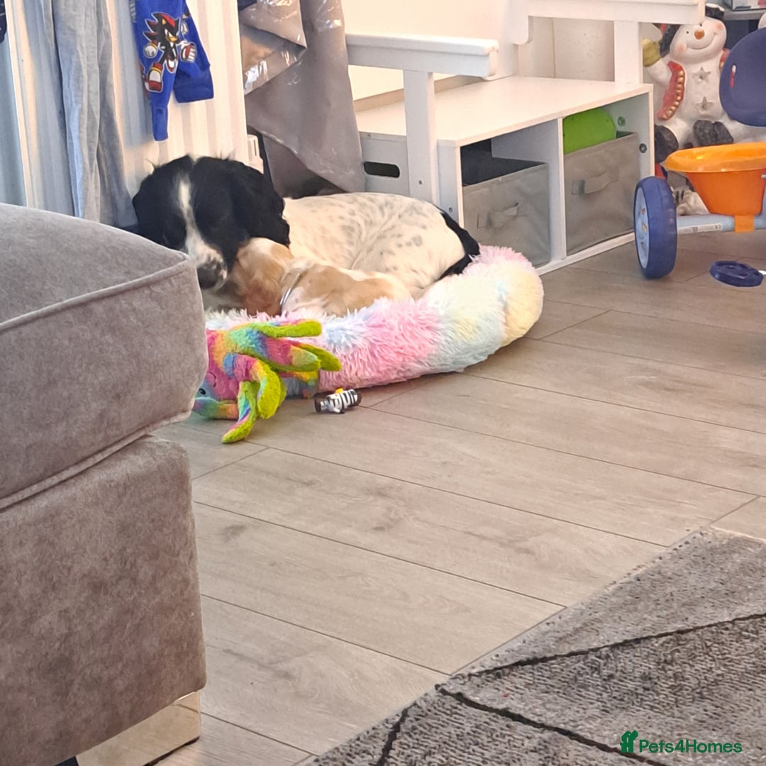 Cocker Spaniel dogs for sale: Cocker spaniel/show - Advert 6