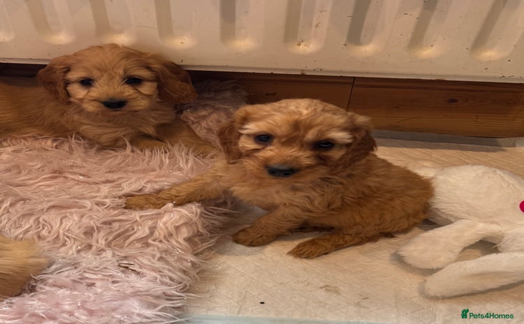 Cockapoo dogs - Advert 1