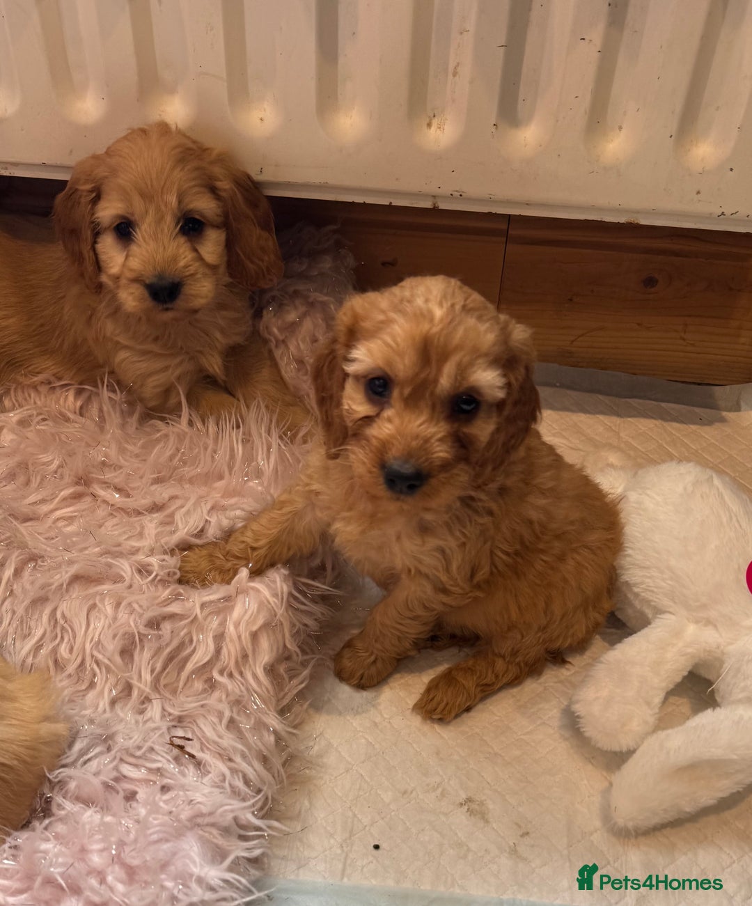 Cockapoo dogs for sale: MINIATURE COCKAPOO PUPPIES RUBYS & GOLDEN  - Image 1