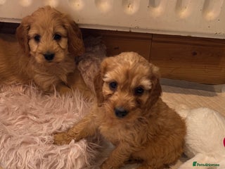 Cockapoo dogs - Advert 1