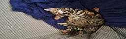 Mixed Breed cats for sale: Half bengal male kitten. Last one left  - Advert 1