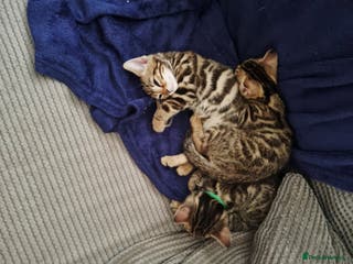 Mixed Breed cats Half bengal male kitten. Last one left - Advert 13