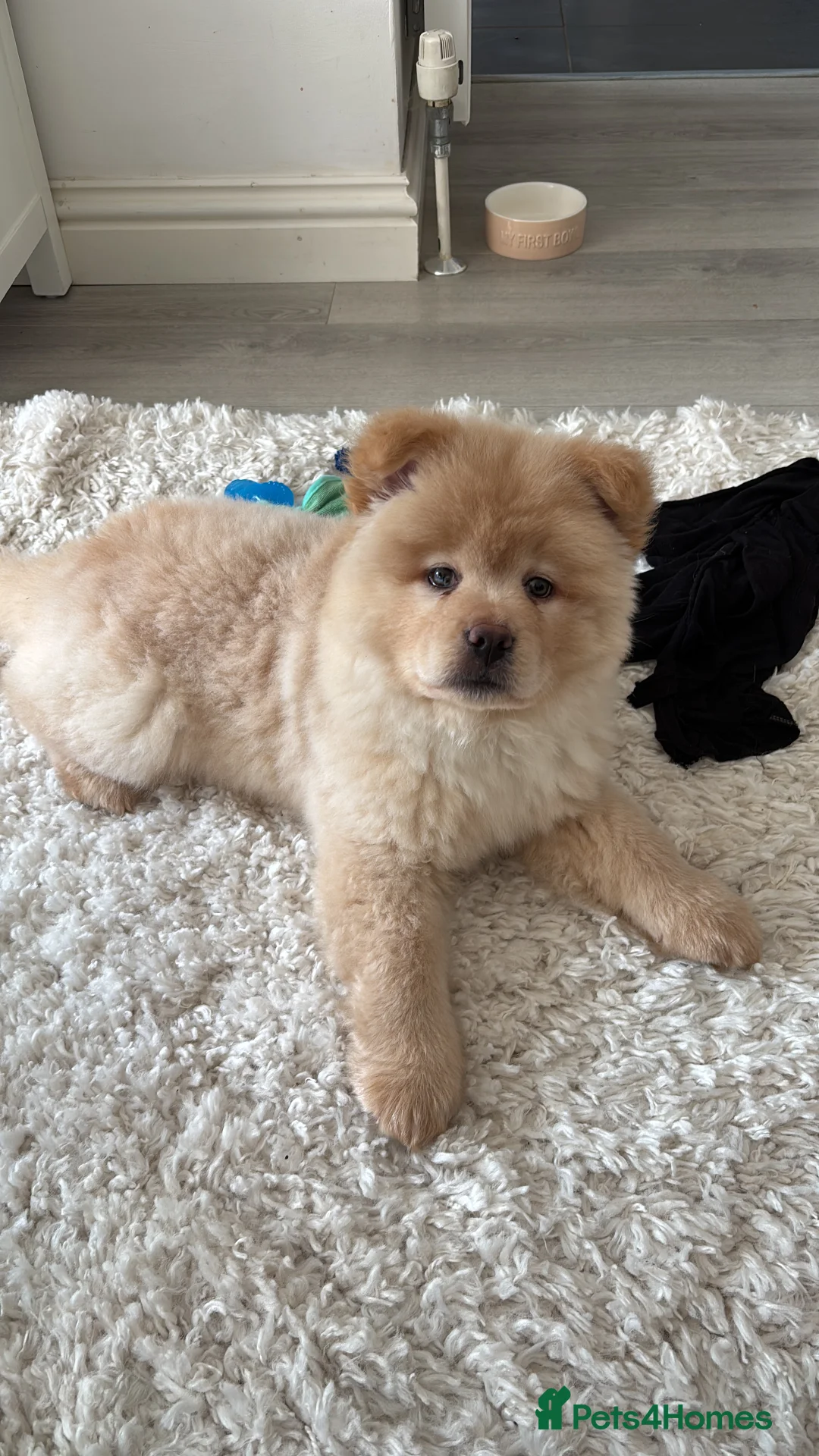 Mixed Breed dogs for sale: Stunning Chowsky puppy  - Advert 3