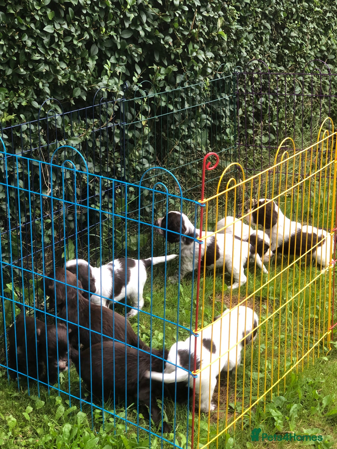 Cocker Spaniel dogs for sale: Gorgeous Working Cocker Spaniel puppies - Image 4