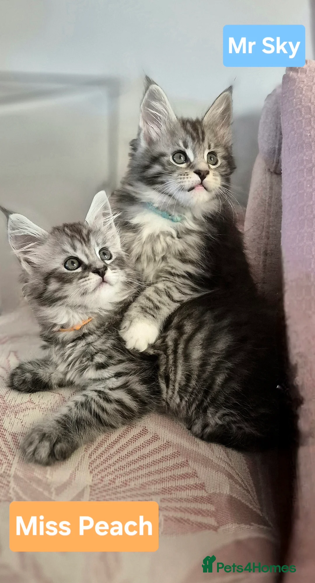 Maine Coon cats for sale: 🎀 Outstanding GCCF Pedigree Maine Coon Kittens  - Advert 6
