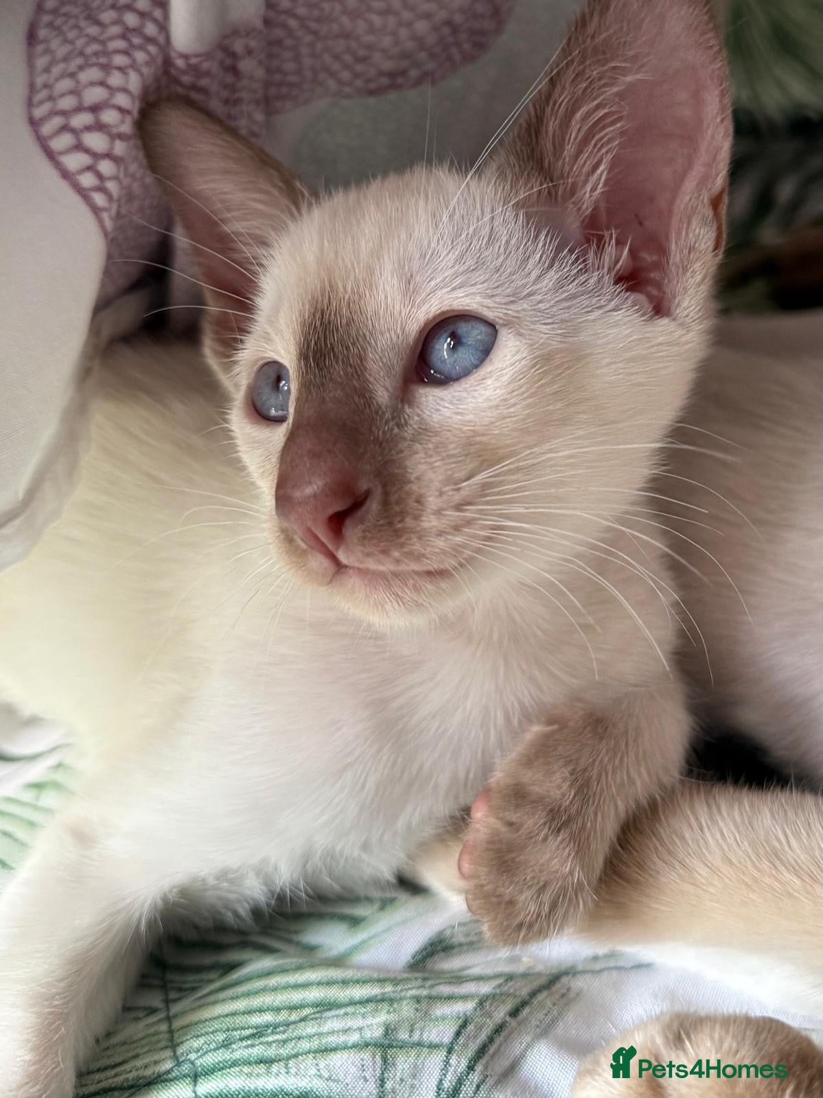 Siamese cats Georgeous Siamese kittens - Advert 2