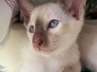 Siamese cats Georgeous Siamese kittens - Advert 2