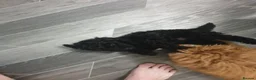 Toy Poodle dogs for sale: Last boy all black  in Hull - Advert 9