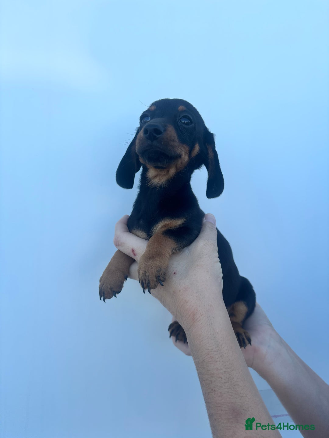 Dachshund dogs for sale: Miniature dachshund puppies  - Image 4
