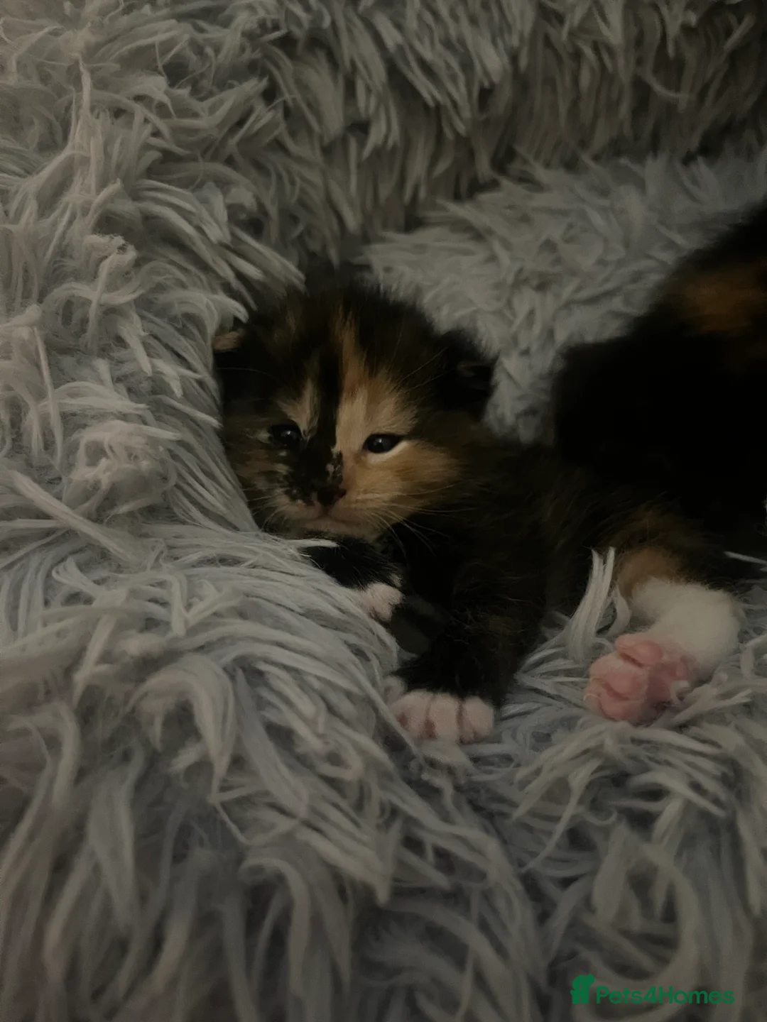 Russian Blue cats for sale: russian blue x domestic shorthair  - Advert 14