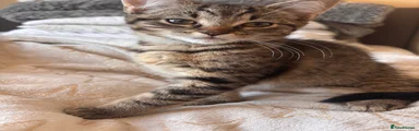 tabby male no1