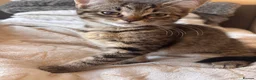 Mixed Breed cats for sale: tabby’s and tuxedo kittens - Advert 16