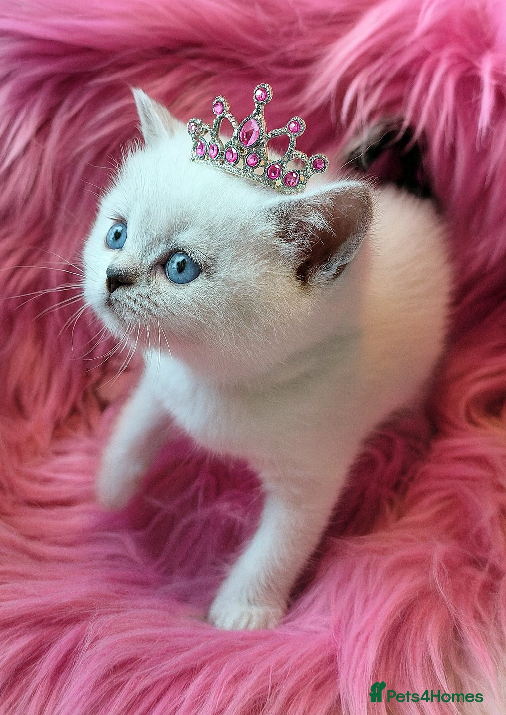 British Shorthair cats 💕LAST GIRL💕GOLDEN POINT BRITISH SHORTHAIR  - Advert 4