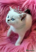 British Shorthair cats GOLDEN TABBY, GOLDEN BLUE POINT BRITISH SHORTHAIR - Advert 12