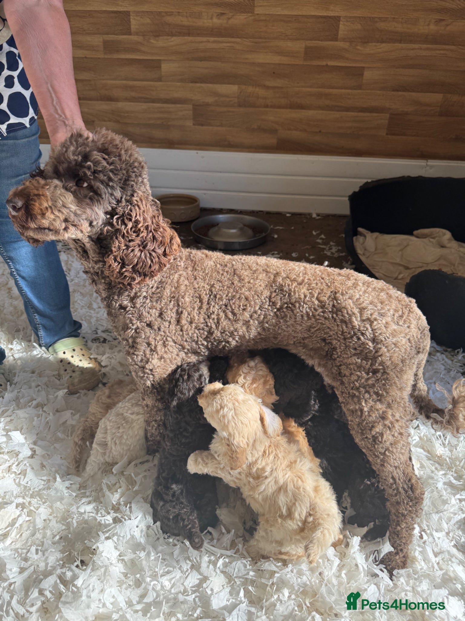 Poodle dogs Stunning Smaller Moyen Poodle puppies available - Advert 2
