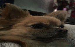 Chihuahua dogs for sale: 🐾Long haired chihuahua pups🐾2 boys💙💙1 girl💜 - Image 8