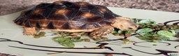Tortoise reptiles for sale: African Spur Thighed Tortoise - Advert 1
