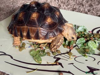 Tortoise reptiles African Spur Thighed Tortoise - Advert 10
