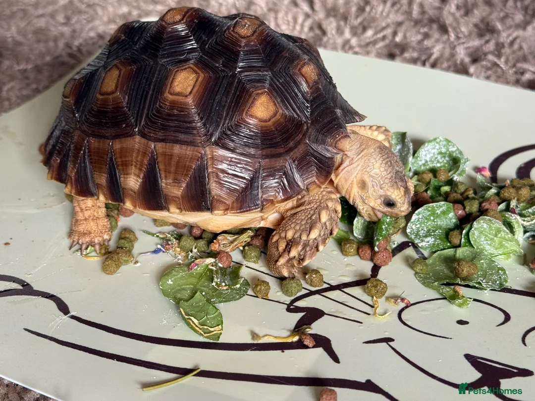 Tortoise reptiles for sale: African Spur Thighed Tortoise - Advert 1