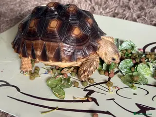 Tortoise reptiles African Spur Thighed Tortoise - Advert 5