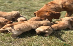 Goldador dogs for sale: Fox red goldador puppies ❤️ - Image 4
