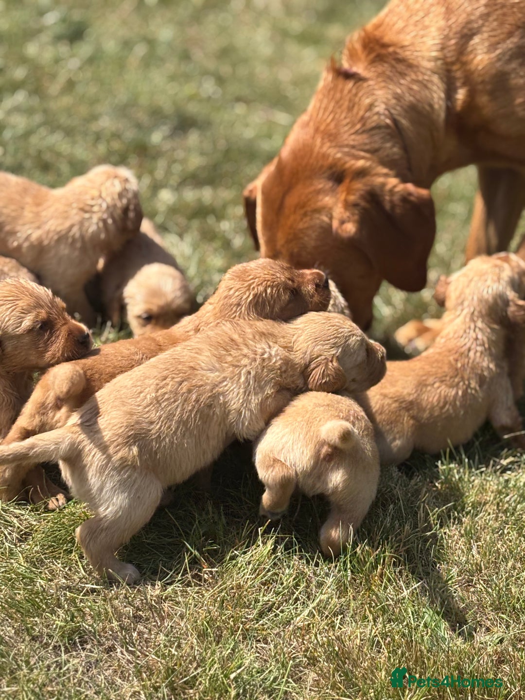Goldador dogs for sale: Fox red goldador puppies ❤️ - Image 4