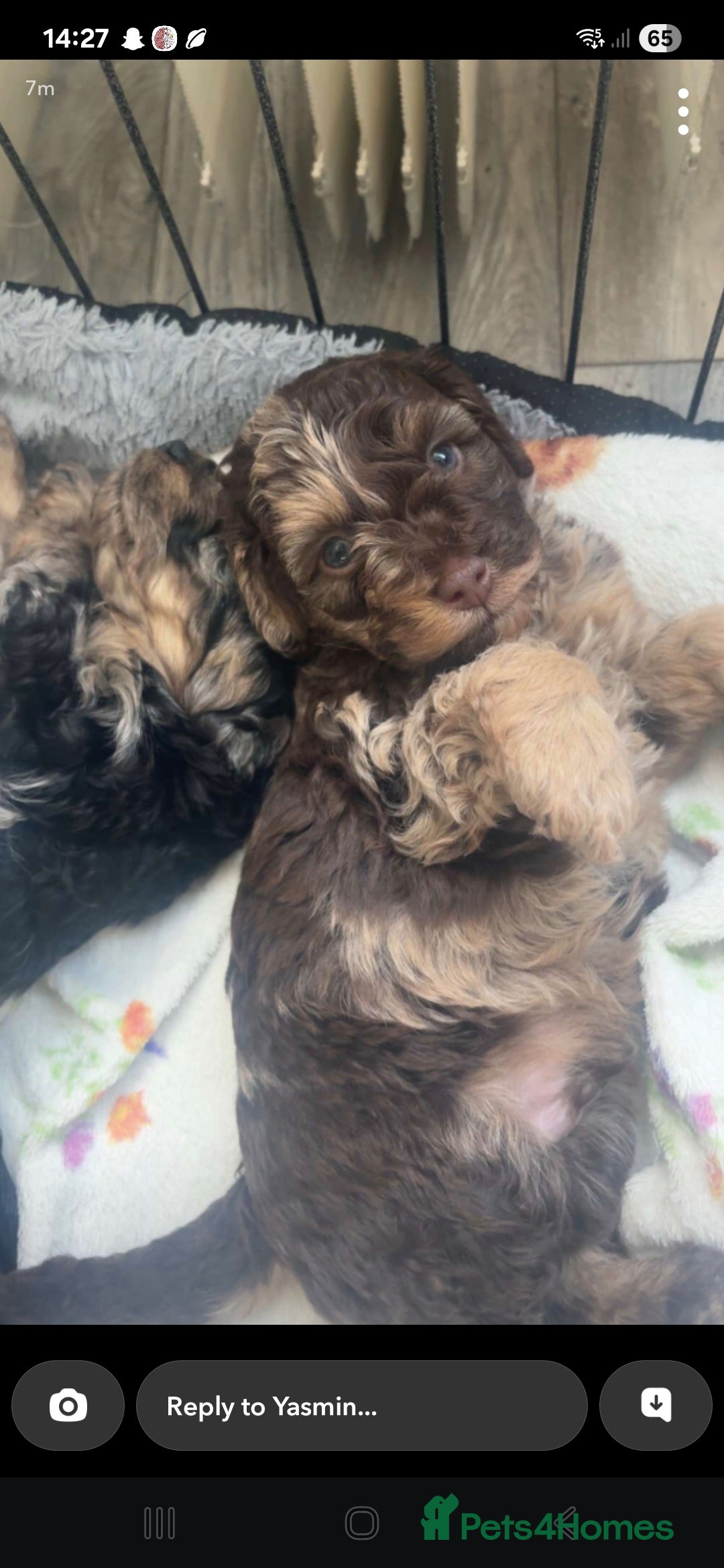 Cockapoo dogs F2b cockapoo pups - Advert 16