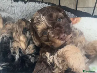 Cockapoo dogs F2b cockapoo pups - Advert 16