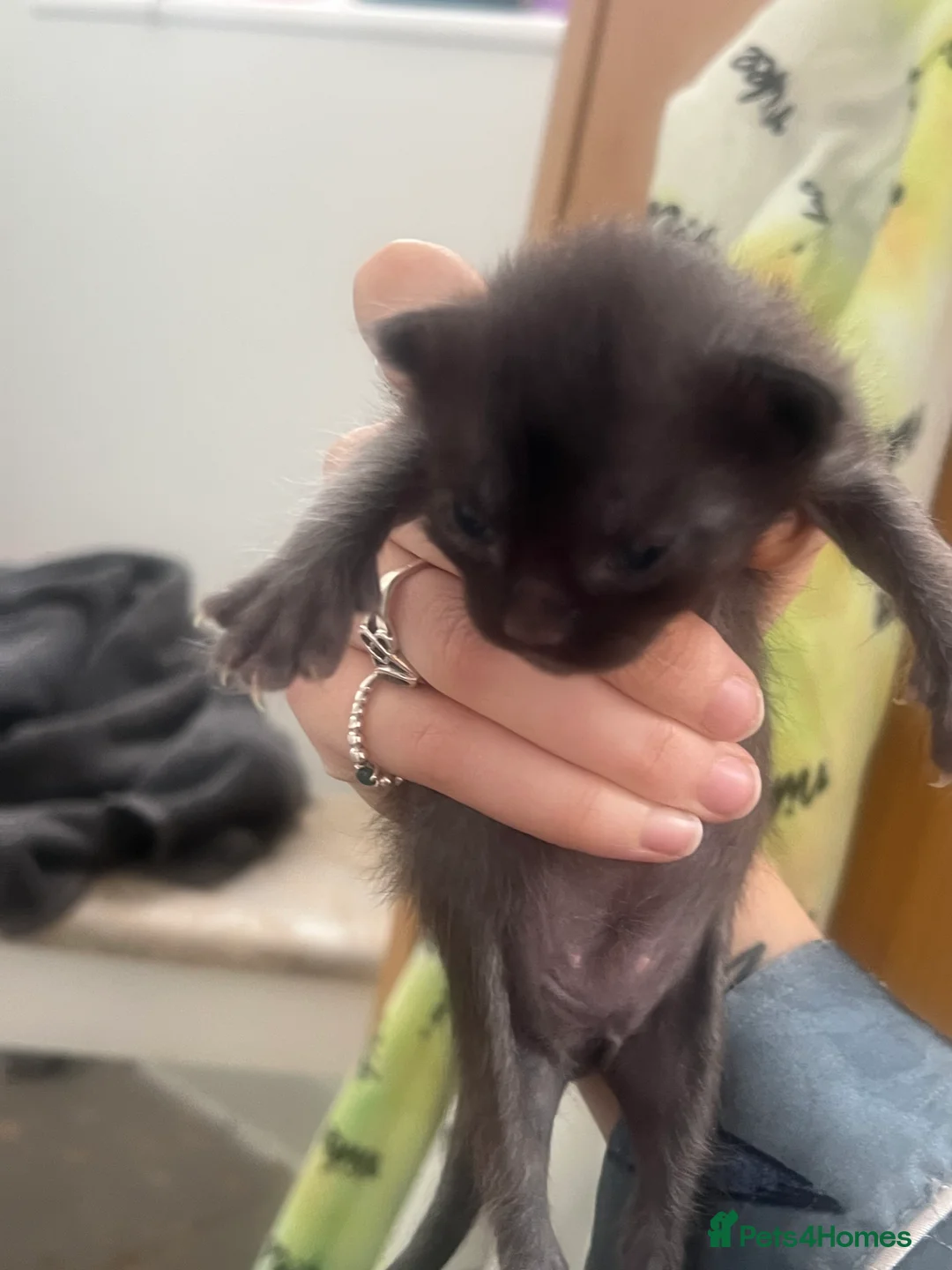 Maine Coon cats for sale: 4 beautiful maincoon mix tab kittens  - Advert 16