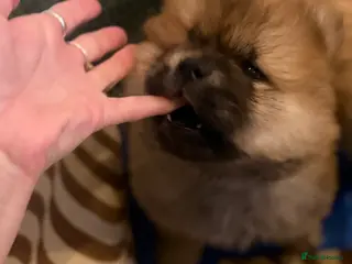 Chow Chow dogs LAST RED GIRL ! KC Registered Chow Chow Puppies ❤️ - Advert 8