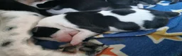 Mixed Breed dogs for sale: Beautiful Staffordshire cross puppies  in Stoke-on-Trent - Advert 12