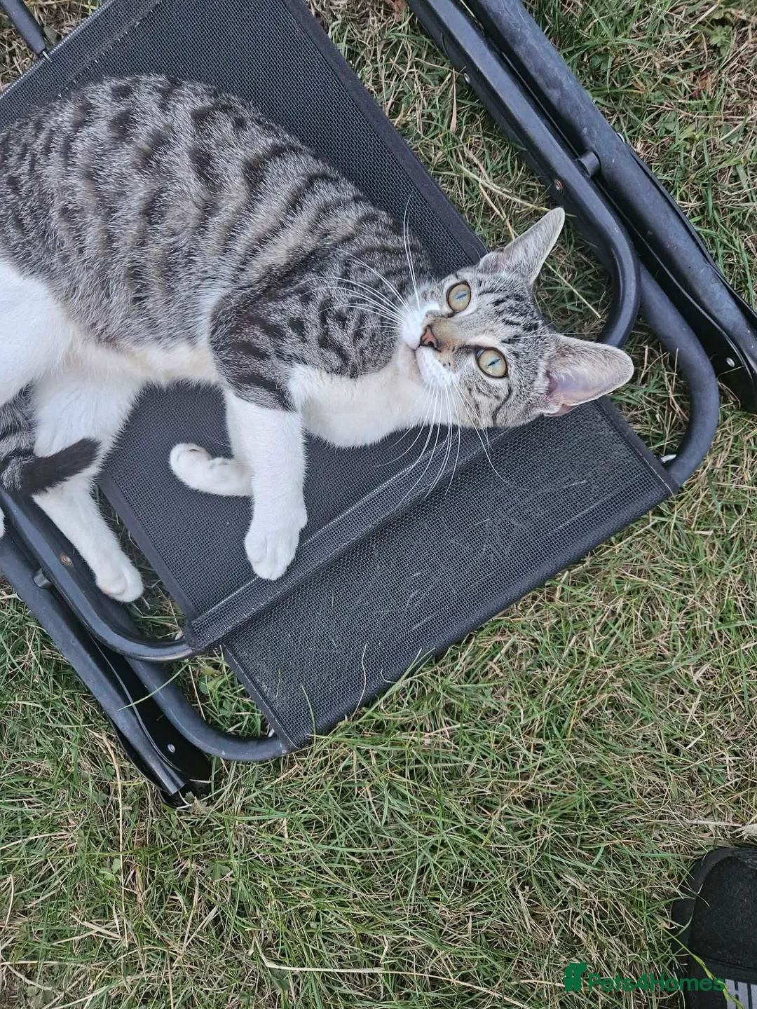 Domestic Shorthair cats for sale: Tabby cat and tuxedo cat for sale - Advert 2
