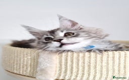 Maine Coon cats for sale: PEDIGREE MAINE COON KITTENS 5 BOYS - Image 34