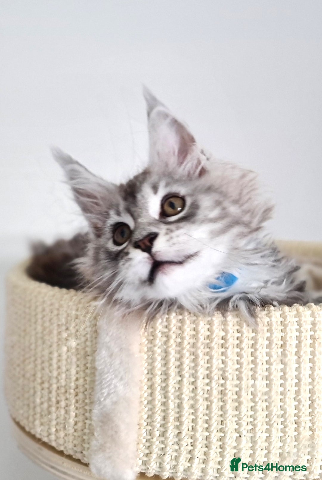 Maine Coon cats for sale: PEDIGREE MAINE COON KITTENS 5 BOYS - Image 34