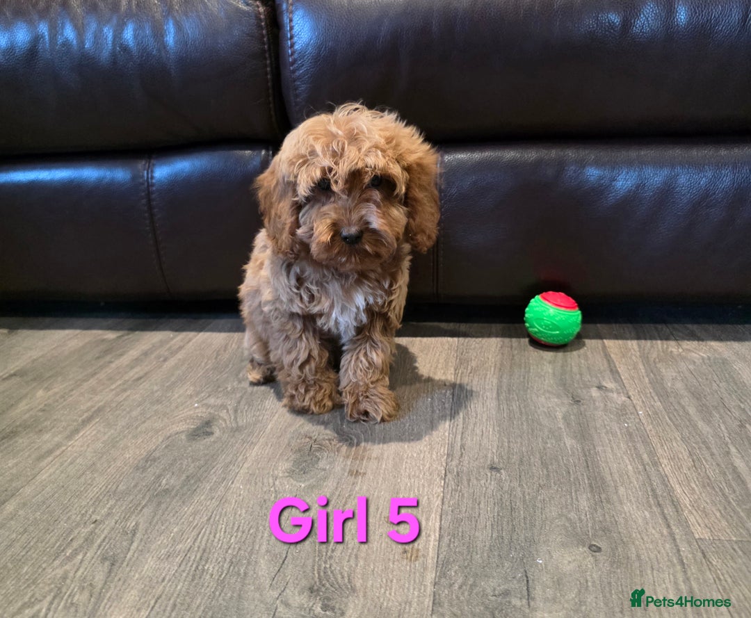 Cockapoo dogs for sale:  Adorable cockapoo pups ready to go 🐶 - Advert 21