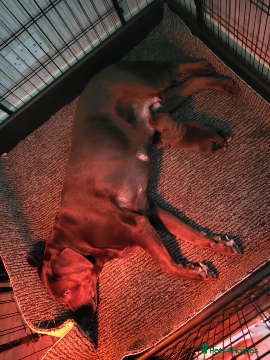 Labrador Retriever dogs for sale: Labrador Bitch puppy  in Sunderland - Advert 10