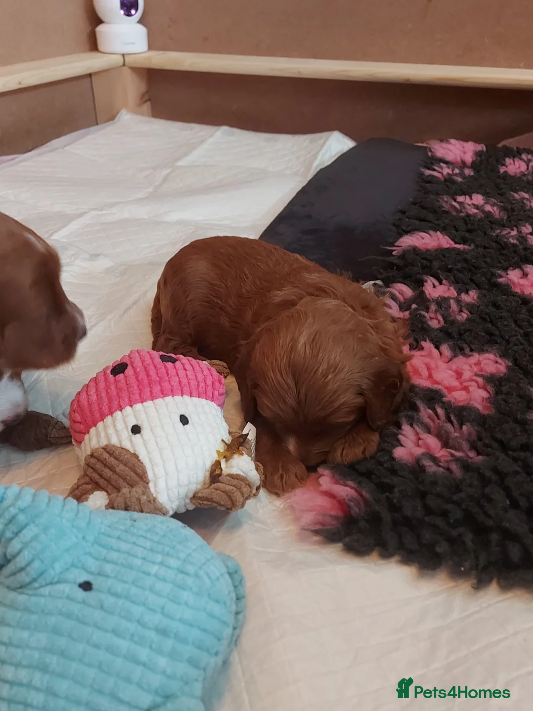 Cockapoo dogs for sale: X3 f1b cockapoo puppies  - Advert 20