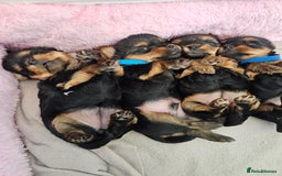 Yorkshire Terrier dogs for sale: 2 Boys and 2 Grils - Image 10