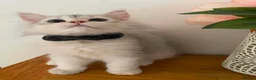 British Longhair cats for sale: British longhair  - Advert 3