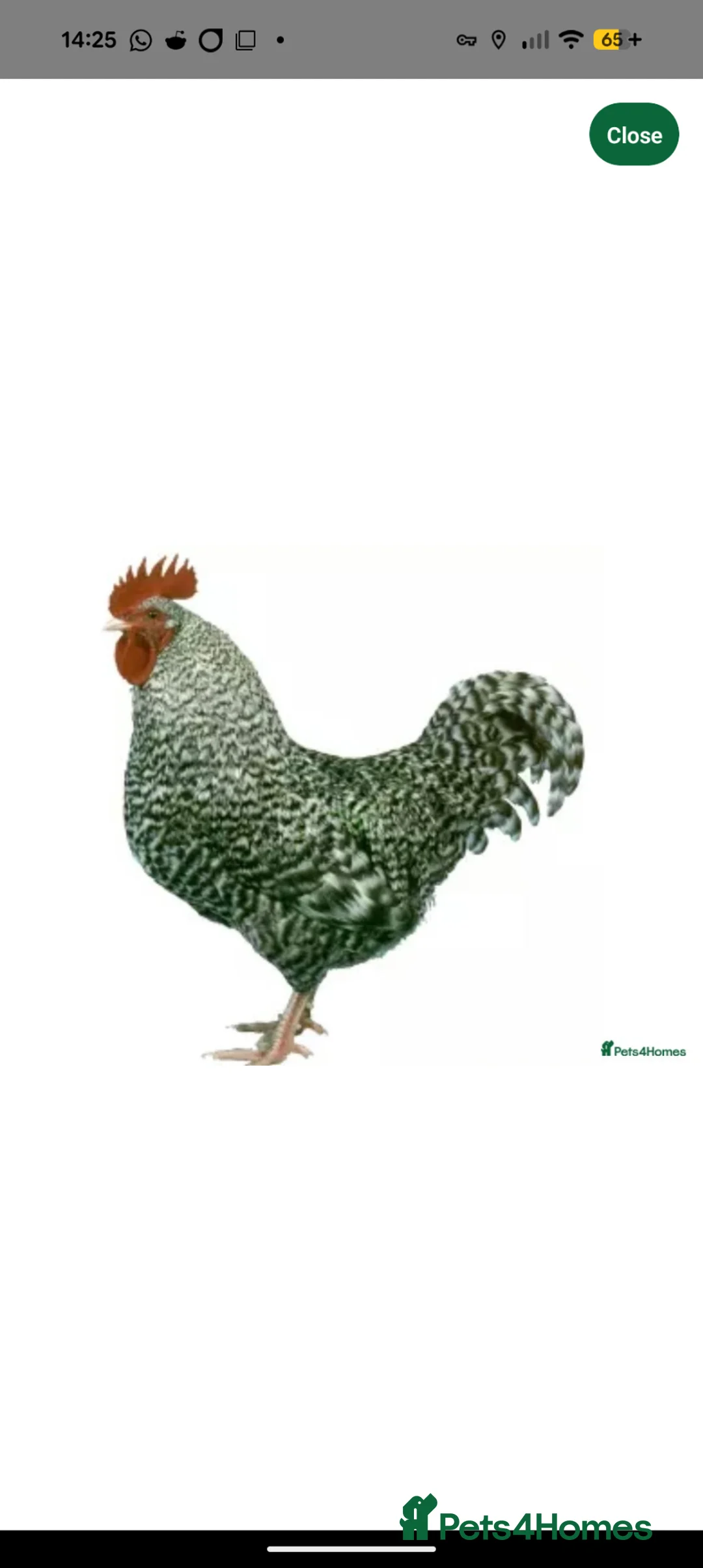 Chickens poultry for sale: Cou cou maran cockeral  in Ongar - Advert 1