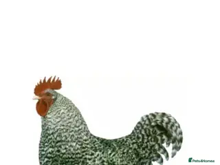 Chickens poultry Cou cou maran cockeral - Advert 2