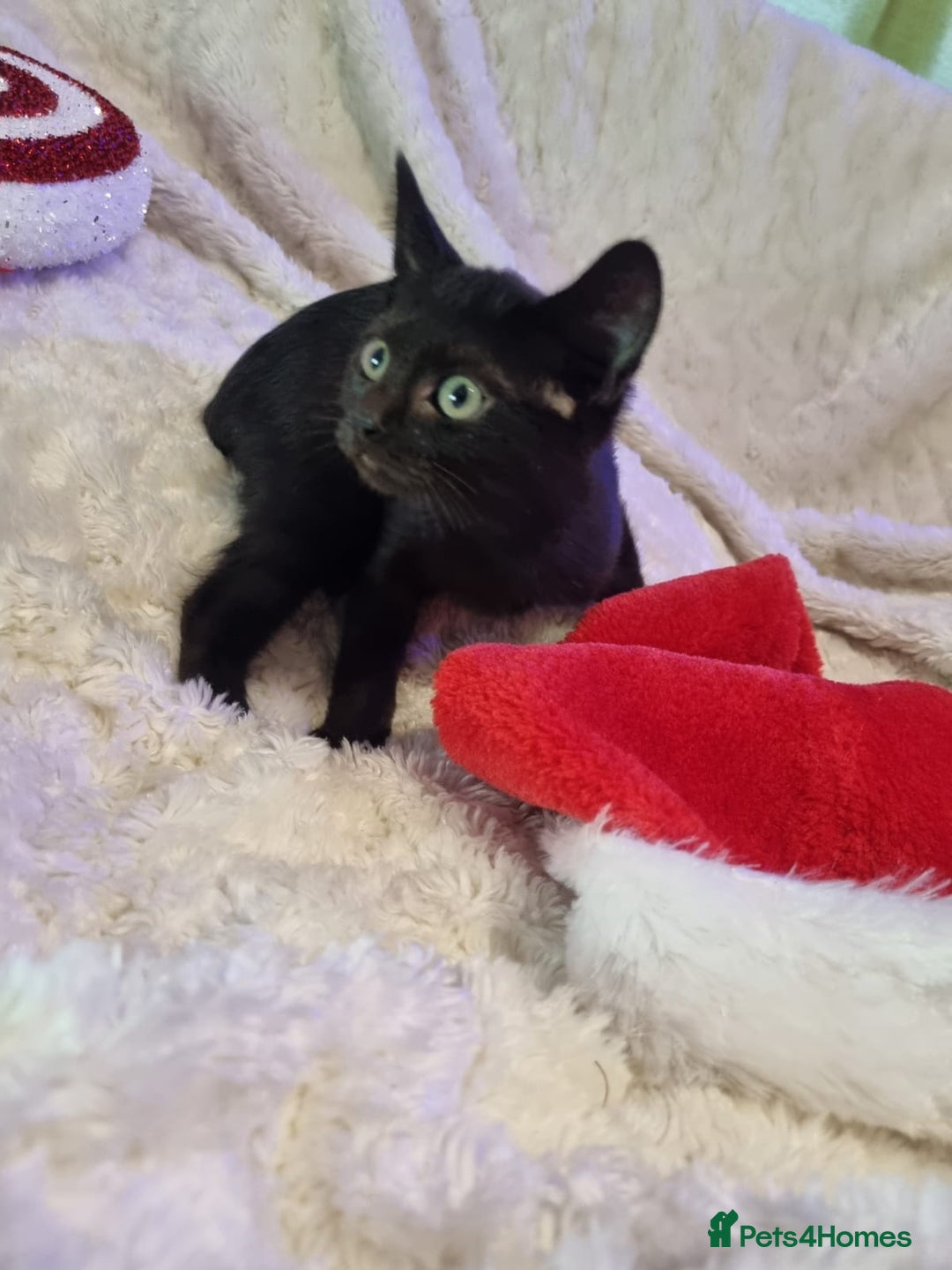 Lykoi cats for sale: Lykoi British short-haired kittens - Advert 13