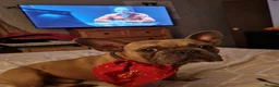 French Bulldog dogs for stud: Kc reg stud - Advert 5