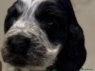 Cocker Spaniel dogs Cocker spaniel KC registered boy and girl - Advert 13